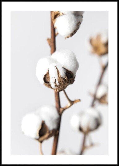 Branches of Fluffy Cotton Plakat Plakat / 50x70cm