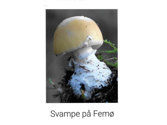 Svampe På Femø | Ole Terney | Språk: Dansk