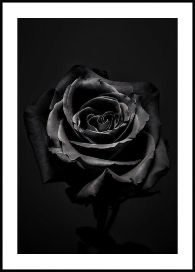 Black Rose Plakat Plakat / 30x40cm Black Rose Plakat Plakat / 30x40cm