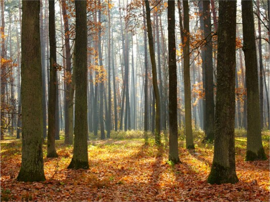 Fototapet Autumn Trees 200x154 - Artgeist sp. z o. o.