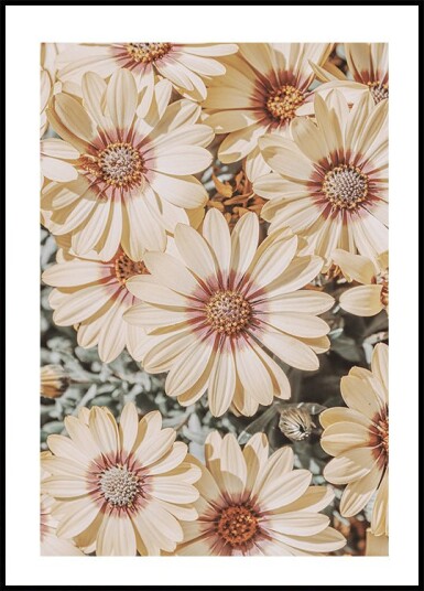 Dimorfoteca Plakat Plakat / 100x150cm