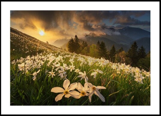 White carpet Poster Plakat / 30x40cm White carpet Poster Plakat / 30x40cm