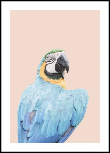 Blue Macaw Plakat / 30x40 Blue Macaw Plakat / 30x40