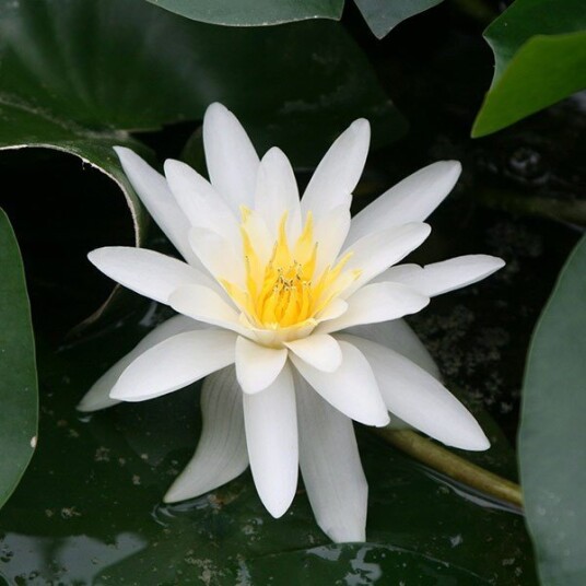 Vannlilje "Marliacea albida"