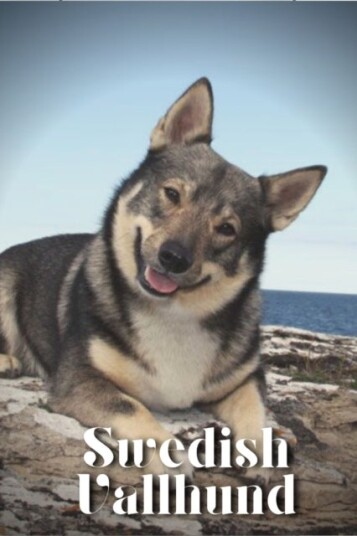Swedish Vallhund Swedish Vallhund