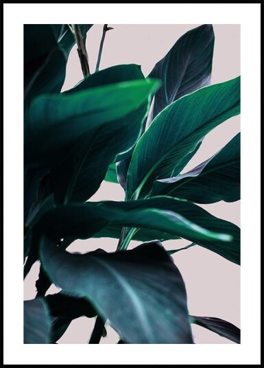 Elegance Of Tropical Leaves Plakat Plakat / 50x70cm