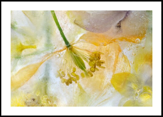 Papaver Ice Plakat / 100x150