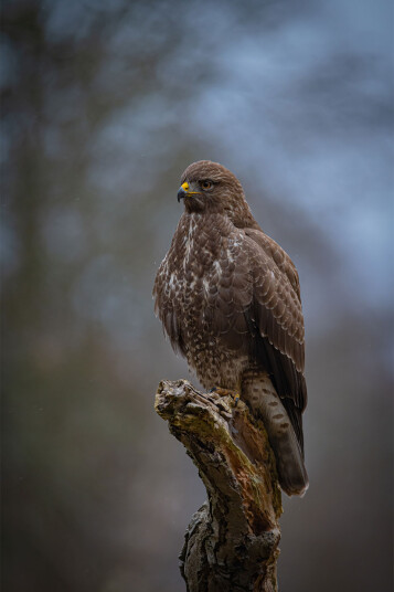 The buzzard av Daniel Faisst The buzzard av Daniel Faisst
