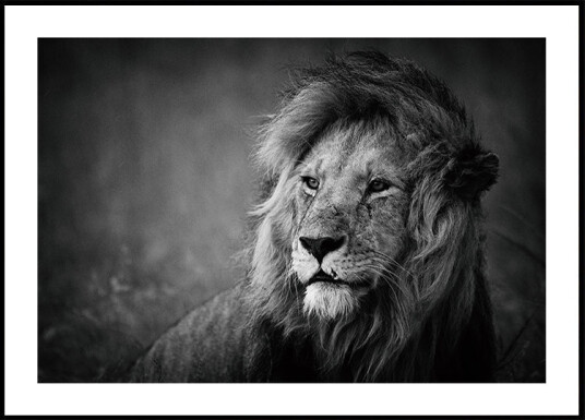 Mohammed Alnaser Regal Plakat Plakat / 50x70cm