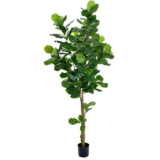 Mr Plant Violfigen 210 cm Mr Plant Violfigen 210 cm