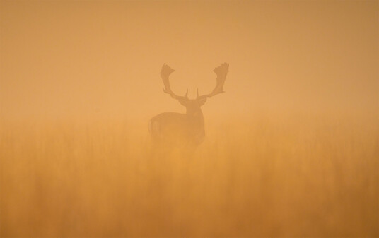 Fallow deer stag at dawn av Daniel Faisst Fallow deer stag at dawn av Daniel Faisst