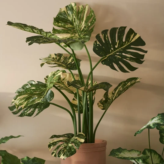 Mr Plant Monstera 110 cm