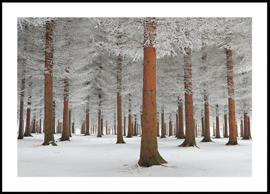magical forest Plakat Plakat / 50x70cm