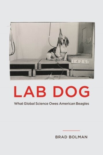 Lab Dog Lab Dog