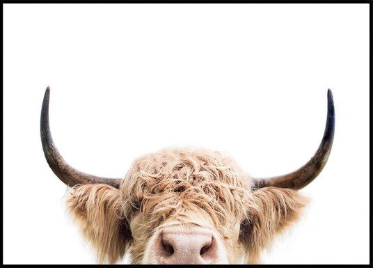 Peeking Cow Poster Plakat / 40x50cm