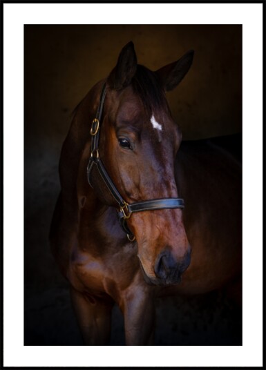 Majestic Horse Portrait Plakat / 40x50 Majestic Horse Portrait Plakat / 40x50
