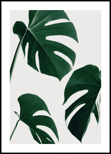Fresh Green Monstera Leaves Plakat / 100x150