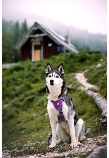 Woolly Wolf Northern Lights Hundesele Lila (M)