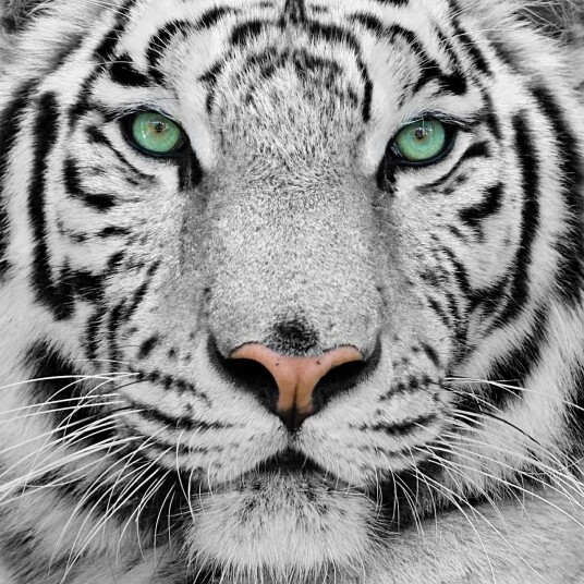 Bilde Tiger 55x05 cm