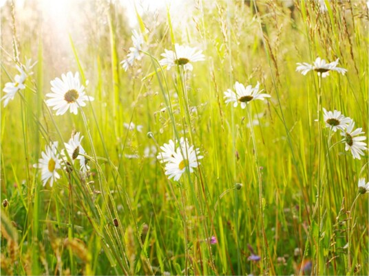 Fototapet Daisy Field 400x309 - Artgeist sp. z o. o.