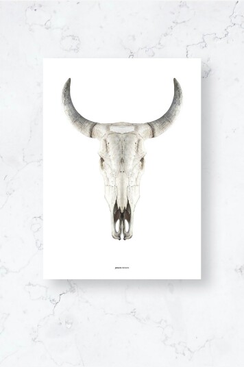 Malerifabrikken   Poster / Cow skull / Plano   Hvit