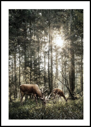 Deer In Forest Plakat Plakat / 70x100cm