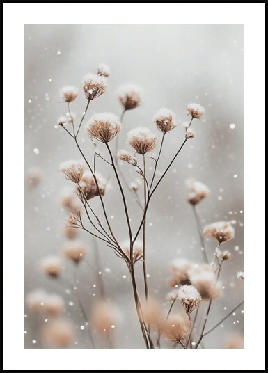 Snow-Covered Wildflowers Plakat Plakat / 40x50cm