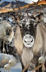 Worth Keeping Mini 3D Kort Rein 182686 Worth Keeping Mini 3D Kort Rein 182686