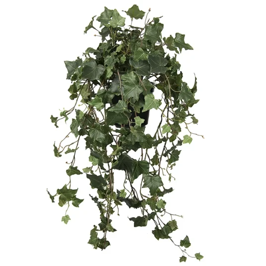 Mr Plant Eføy 75 cm