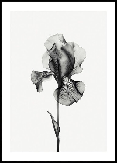 Abstract Iris Plakat Plakat / 100x150cm