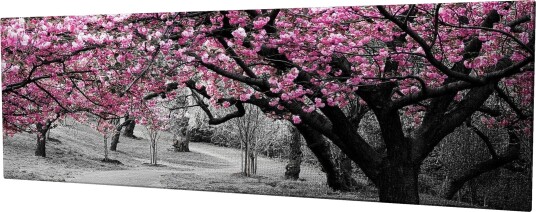 Lerretsbilde 80x30 cm Blomstrende kirsebærtrær i svart hvitt landskap Rosa / Svart