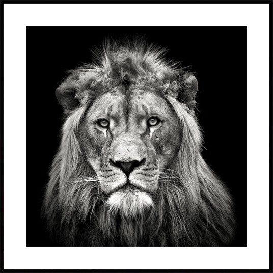 Young Male Lion Plakat Plakat / 50x50cm