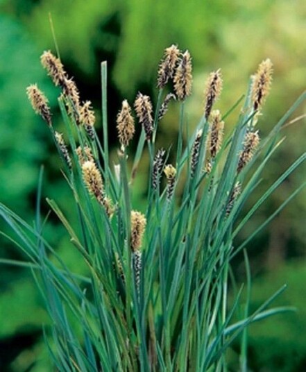 Sumpplante "Carex panicea"