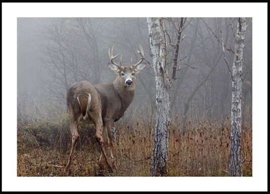 White tailed buck In the autumn fog Poster Plakat / 70x100cm