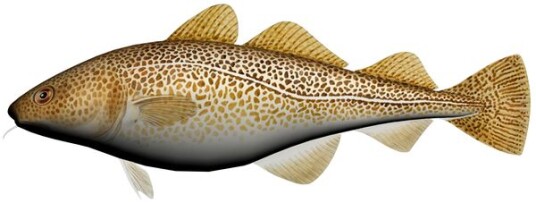 Marinor As Pute   Torsk   60 cm