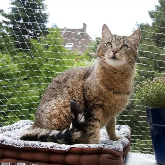Sikkerhetsnett For Katt
