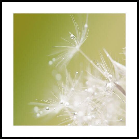 Green Plakat Plakat / 50x50cm