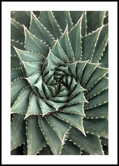 Aloe Vera Spiral Pattern Plakat Plakat / 70x100cm