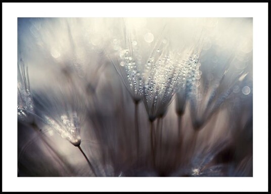 The forest Plakat / 50x70cm The forest Plakat / 50x70cm