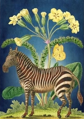 B6 Notatbok Med Konvolutt Zebra
