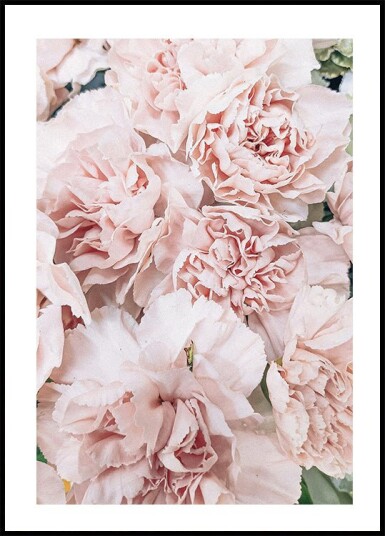Pink Peony Bloom Plakat Plakat / 21x30cm