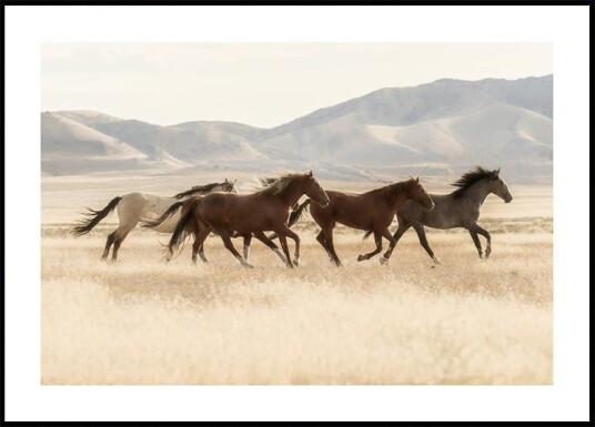 Wild Horses Running Plakat Plakat / 40x50cm