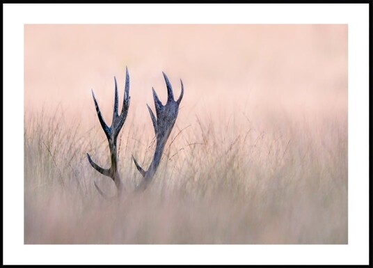 Hide & Seek   Horn of Stag Plakat / 100x150cm
