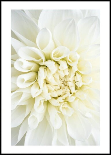 White Dahlia Plakat Plakat / 70x100cm
