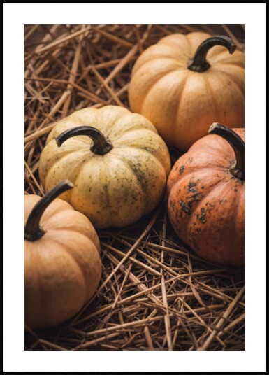 Autumn Harvest Pumpkins Plakat / 21x30
