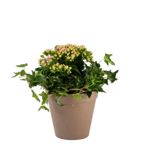 Sammenplantning rosa