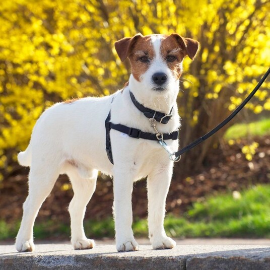 PRO Dog dressursele (M)