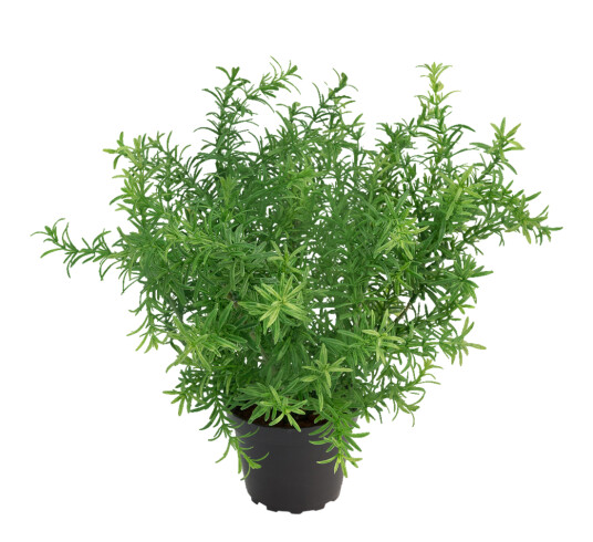 Mr. Plant Asparges 28 cm