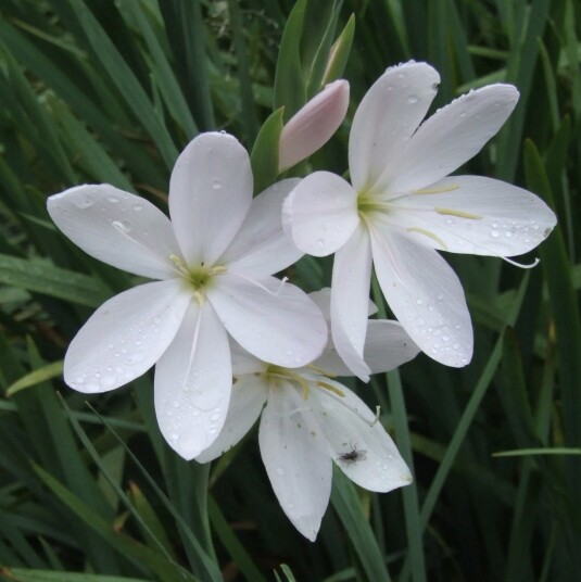 Sumpplante "Schizostylis c. ‘Alba'" Sumpplante "Schizostylis c. ‘Alba'"