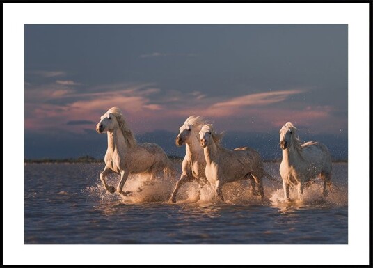 Angels of Camargue Plakat Plakat / 50x70cm